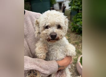 Dilajla-KK - kleine Kuschelmaus sucht ein Zuhause