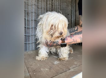 Bubu PP – freundlicher Malteser sucht ruhiges Zuhause 