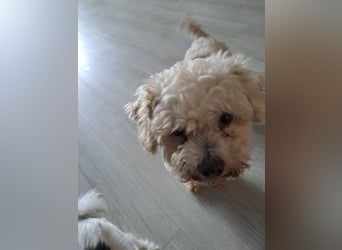 Dilajla-KK - kleine Kuschelmaus sucht ein Zuhause