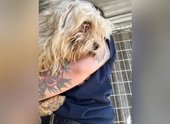 Bubu PP – freundlicher Malteser sucht ruhiges Zuhause 