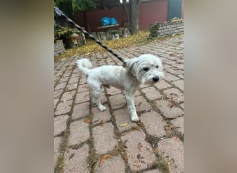 Alfi, geboren 27.08.2021, 30cm sucht sein Zuhause (Pflegestelle in Deutschland)