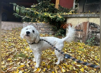 Alfi, geboren 27.08.2021, 30cm sucht sein Zuhause (Pflegestelle in Deutschland)