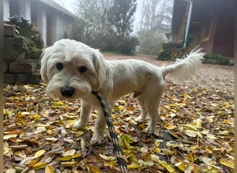 Alfi, geboren 27.08.2021, 30cm sucht sein Zuhause (Pflegestelle in Deutschland)