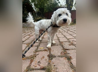 Alfi, geboren 27.08.2021, 30cm sucht sein Zuhause (Pflegestelle in Deutschland)