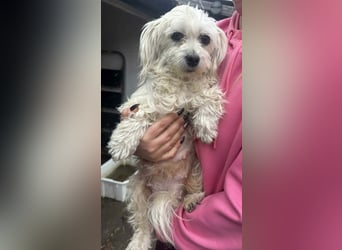 Panna, geboren 05.04.2023, 28cm sucht ihr Glück