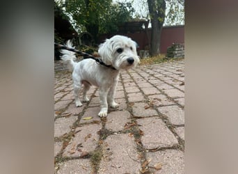 Alfi, geboren 27.08.2021, 30cm sucht sein Zuhause (Pflegestelle in Deutschland)