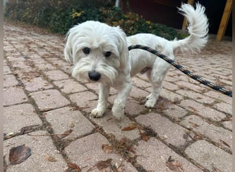 Alfi, geboren 27.08.2021, 30cm sucht sein Zuhause (Pflegestelle in Deutschland)