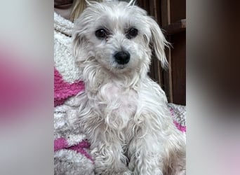 Panna, geboren 05.04.2023, 28cm sucht ihr Glück