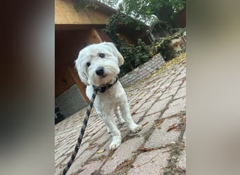 Alfi, geboren 27.08.2021, 30cm sucht sein Zuhause (Pflegestelle in Deutschland)