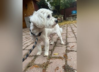 Alfi, geboren 27.08.2021, 30cm sucht sein Zuhause (Pflegestelle in Deutschland)