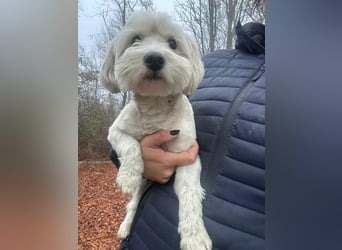 Alfi, geboren 27.08.2021, 30cm sucht sein Zuhause (Pflegestelle in Deutschland)