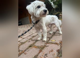 Alfi, geboren 27.08.2021, 30cm sucht sein Zuhause (Pflegestelle in Deutschland)