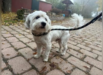 Alfi, geboren 27.08.2021, 30cm sucht sein Zuhause (Pflegestelle in Deutschland)