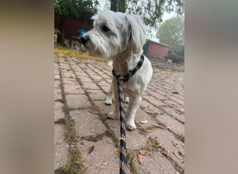 Alfi, geboren 27.08.2021, 30cm sucht sein Zuhause (Pflegestelle in Deutschland)