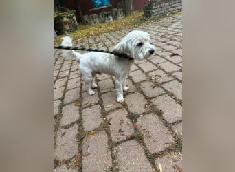 Alfi, geboren 27.08.2021, 30cm sucht sein Zuhause (Pflegestelle in Deutschland)