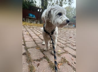 Alfi, geboren 27.08.2021, 30cm sucht sein Zuhause (Pflegestelle in Deutschland)