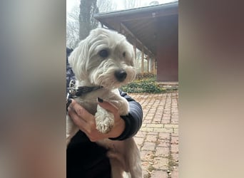 Alfi, geboren 27.08.2021, 30cm sucht sein Zuhause (Pflegestelle in Deutschland)