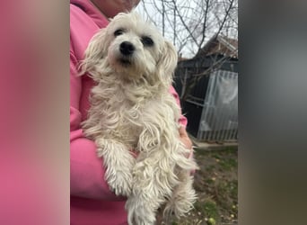 Panna, geboren 05.04.2023, 28cm sucht ihr Glück