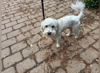 Alfi, geboren 27.08.2021, 30cm sucht sein Zuhause (Pflegestelle in Deutschland)