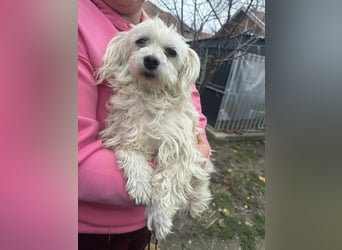 Panna, geboren 05.04.2023, 28cm sucht ihr Glück