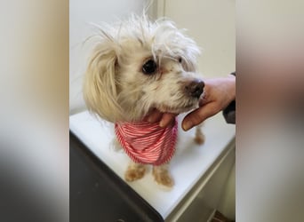 LUZY - wer hilft mir mit Geduld und Einfühlungsvermögen auf dem Weg in ein neues Leben?