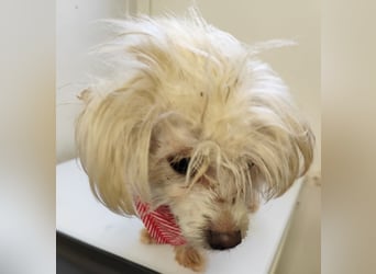 LUZY - wer hilft mir mit Geduld und Einfühlungsvermögen auf dem Weg in ein neues Leben?