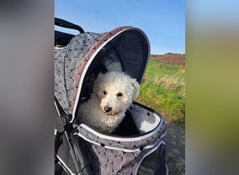 TOTO - wer verliebt sich in den kleinen Mann?