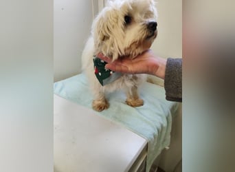 BANU - ich träume von einem tollen Leben bei einer ruhigen, geduldigen Familie!