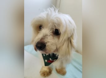 BANU - ich träume von einem tollen Leben bei einer ruhigen, geduldigen Familie!