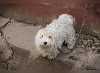 Chip-Nr. 259933 - das süße Männlein möchte DEIN vierbeiniger Begleiter sein!