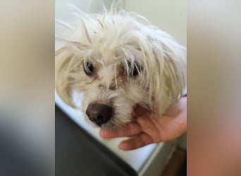 LUZY - wer hilft mir mit Geduld und Einfühlungsvermögen auf dem Weg in ein neues Leben?