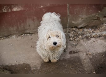 Chip-Nr. 259933 - das süße Männlein möchte DEIN vierbeiniger Begleiter sein!