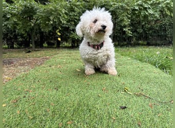 TOTO - wer verliebt sich in den kleinen Mann?