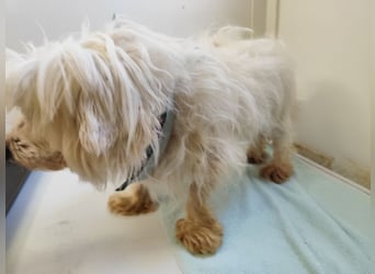 BANU - ich träume von einem tollen Leben bei einer ruhigen, geduldigen Familie!