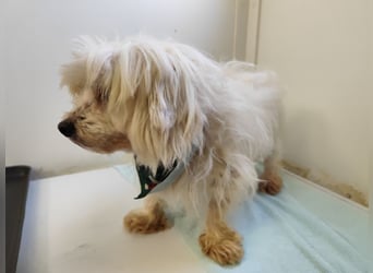 BANU - ich träume von einem tollen Leben bei einer ruhigen, geduldigen Familie!