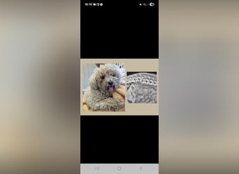 TOTO - wer verliebt sich in den kleinen Mann?