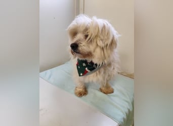 BANU - ich träume von einem tollen Leben bei einer ruhigen, geduldigen Familie!