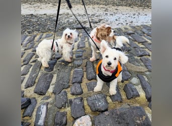 TOTO - wer verliebt sich in den kleinen Mann?