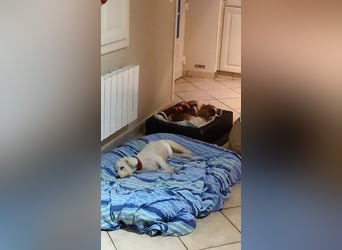 TOTO - wer verliebt sich in den kleinen Mann?