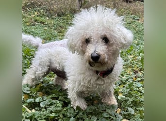 TOTO - wer verliebt sich in den kleinen Mann?