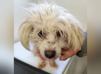 LUZY - wer hilft mir mit Geduld und Einfühlungsvermögen auf dem Weg in ein neues Leben?