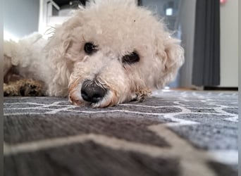 TOTO - wer verliebt sich in den kleinen Mann?