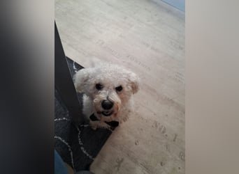 TOTO - wer verliebt sich in den kleinen Mann?