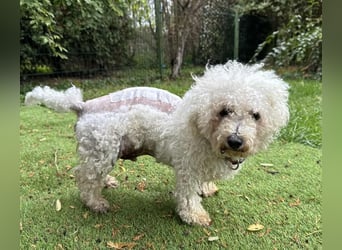 TOTO - wer verliebt sich in den kleinen Mann?