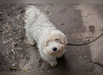 Chip-Nr. 259933 - das süße Männlein möchte DEIN vierbeiniger Begleiter sein!