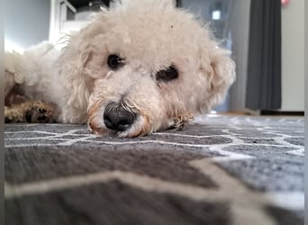 TOTO - wer verliebt sich in den kleinen Mann?