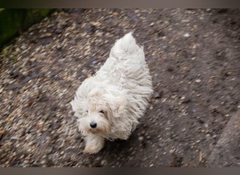 Chip-Nr. 259933 - das süße Männlein möchte DEIN vierbeiniger Begleiter sein!