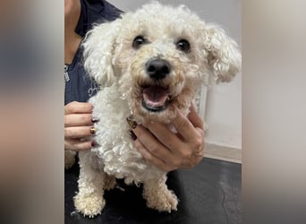 TOTO - wer verliebt sich in den kleinen Mann?