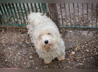 Chip-Nr. 259933 - das süße Männlein möchte DEIN vierbeiniger Begleiter sein!