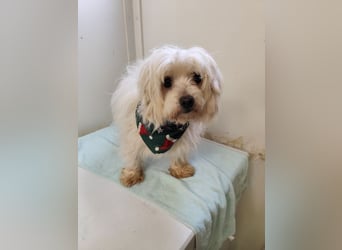 BANU - ich träume von einem tollen Leben bei einer ruhigen, geduldigen Familie!